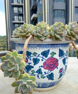 多肉白牡丹如何摆放