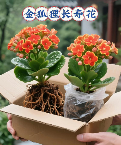 家庭养花用生根粉