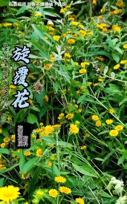 旋覆花什么时间落叶