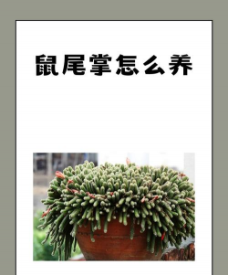 鼠尾掌是怎么施肥