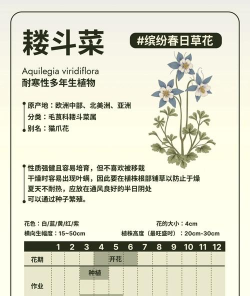镂斗菜什么时候播种