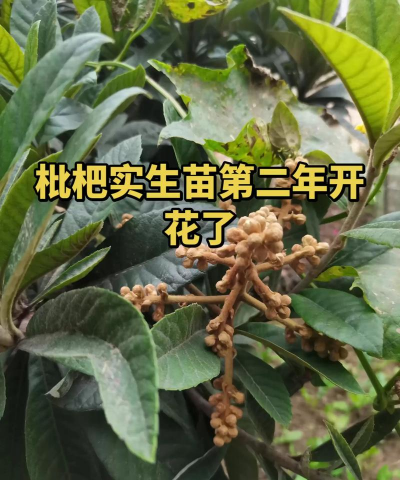 枇杷实生苗怎么促开花