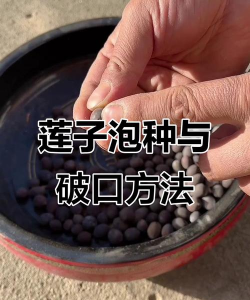 带壳莲子如何种植