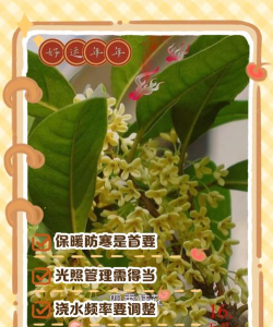 四季桂花如何过冬