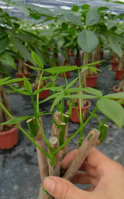 家庭养花用生根粉