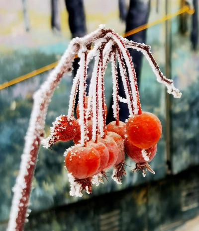 寒冬里暖人心的小果果,你知道吗 寒冬里暖人心的小果果,你知道吗