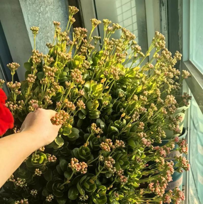 家庭养花用生根粉