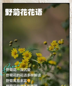野菊花花语是什么