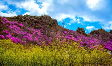 赤峰的花有什么好玩的
