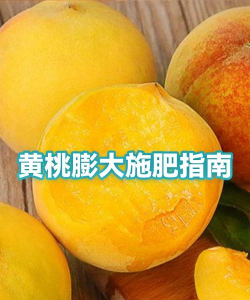 黄桃什么时间施肥合理