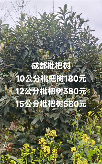 枇杷树什么价格