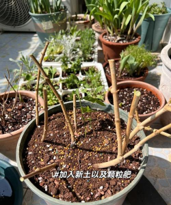 家庭养花用生根粉