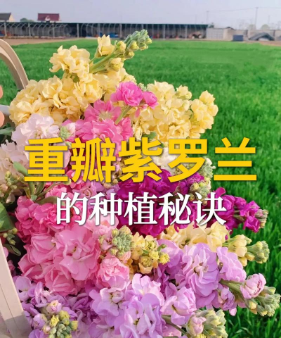 家庭养花用生根粉