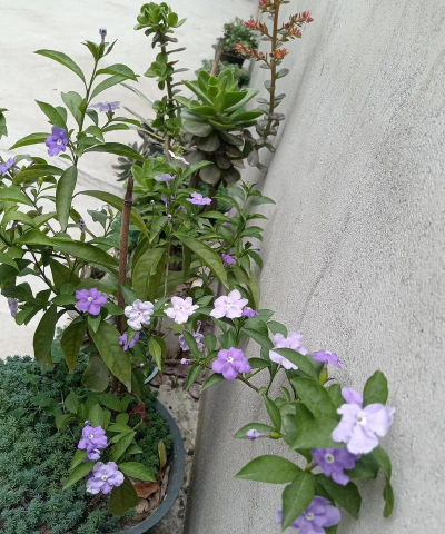 家庭养花用生根粉