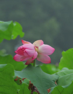 什么花与荷花最亲近的