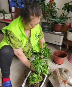 家庭养花用生根粉