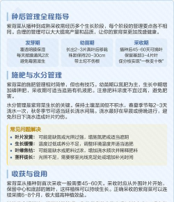 紫贝菜什么时候播种