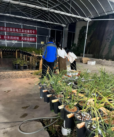 家庭养花用生根粉