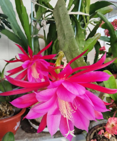 家庭养花用生根粉