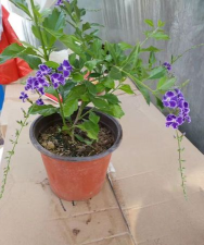 家庭养花用生根粉