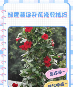 飘香腾如何修剪