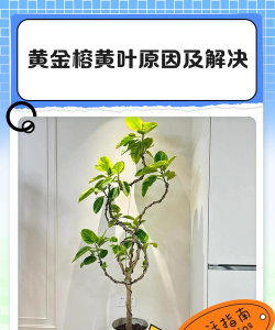 黄金榕黄叶是什么原因