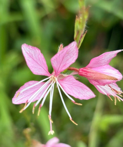 山桃草为什么叫山桃草
