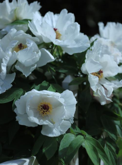 单层白牡丹花叫什么