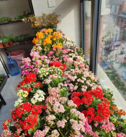 家庭养花用生根粉