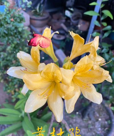 黄花杜鹃什么时候播种的