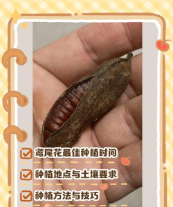 鸢尾花花怎么种植