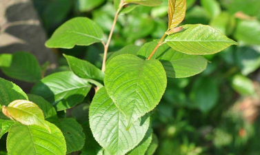 日本晚樱的叶子像什么