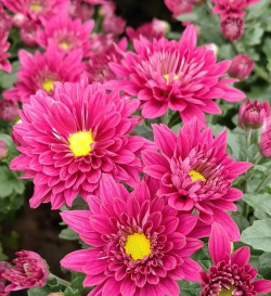 北京夏菊夏季如何养