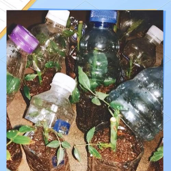 家庭养花用生根粉