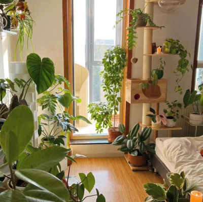 家庭养花用生根粉