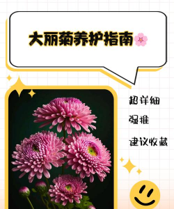 大丽菊怎么种植时间