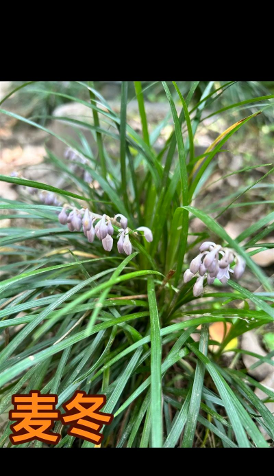 麦冬草属于什么科植物