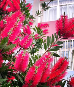 千层花长什么样子