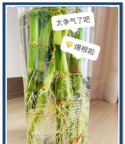 家庭养花用生根粉