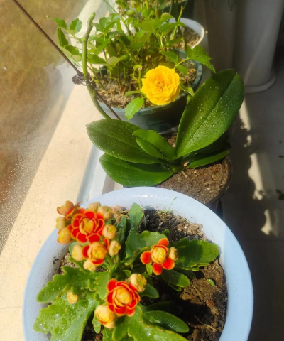 家庭养花用生根粉