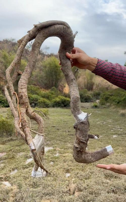 家庭养花用生根粉