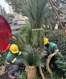 家庭养花用生根粉