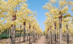 如何提高国槐成活率