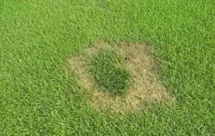 马尼拉草坪枯死怎么办