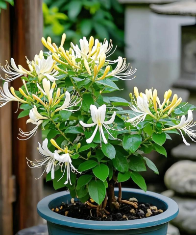 新植金银花秋冬正当时 新植金银花秋冬正当时