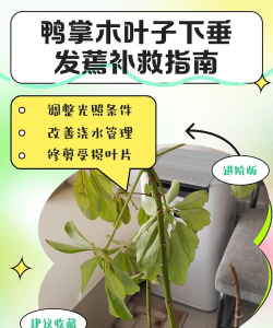 植物叶片焦边怎么补救 植物叶片焦边怎么补救