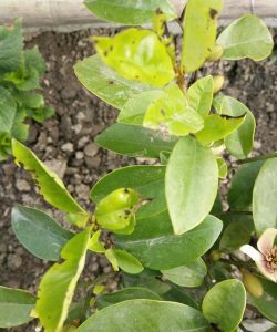 含笑叶子枯萎怎么办 含笑叶子枯萎怎么办