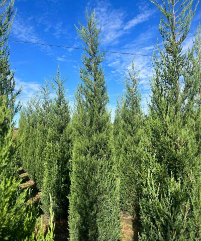 桧柏是什么样的植物