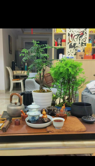 云杉盆景放在屋里怎么养