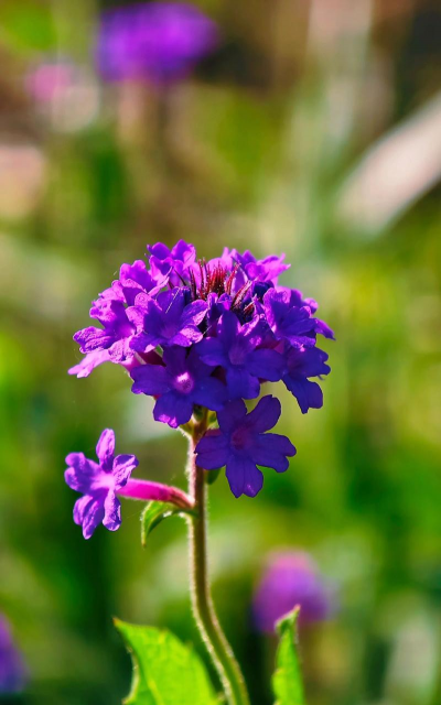 柳叶马鞭草怎么保存